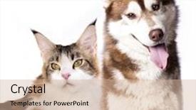  Presentation with siberian cat - PPT layouts featuring siberian husky and cat breeds maine coon cat and dog background and a soft green colored foreground
