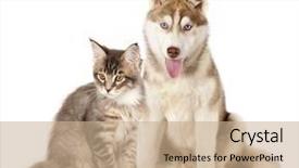  Presentation with siberian cat - Presentation design consisting of siberian husky and cat breeds background and a coral colored foreground
