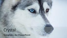  Presentation with dog sled - Colorful PPT theme enhanced with siberian husky dog closeup portrait backdrop and a light gray colored foreground