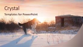  Presentation with husky - Slide set consisting of siberian husky dog playing background and a lemonade colored foreground