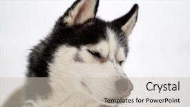  Presentation with husky - Theme consisting of siberian husky dog portrait outdoor background and a soft green colored foreground