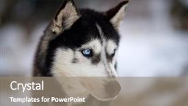  Presentation with husky - Slide deck featuring siberian husky dog portrait outdoor background and a  colored foreground