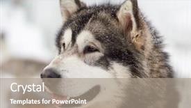  Presentation with husky - Beautiful PPT layouts featuring siberian husky dog portrait outdoor backdrop and a  colored foreground