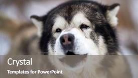  Presentation with husky - Slide deck enhanced with siberian husky dog portrait outdoor background and a  colored foreground