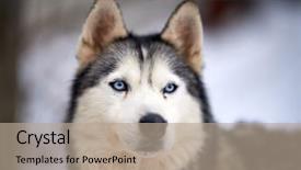  Presentation with husky - Amazing PPT theme having siberian husky dog portrait outdoor backdrop and a  colored foreground