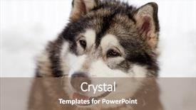  Presentation with husky - Colorful PPT layouts enhanced with siberian husky dog portrait outdoor backdrop and a  colored foreground