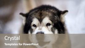  Presentation with husky - Slide set consisting of siberian husky dog portrait outdoor background and a  colored foreground