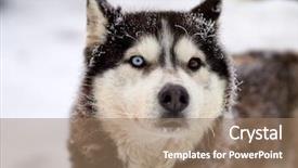  Presentation with husky - PPT theme with siberian husky dog portrait outdoor background and a  colored foreground
