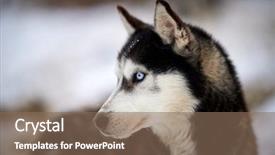  Presentation with husky - Amazing PPT layouts having siberian husky dog portrait outdoor backdrop and a  colored foreground