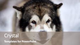  Presentation with husky - Colorful slides enhanced with siberian husky dog portrait outdoor backdrop and a gray colored foreground