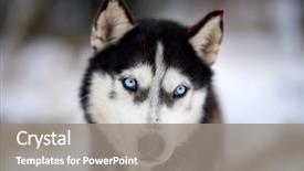  Presentation with siberian husky dog black - Presentation theme having siberian husky dog portrait outdoor background and a gray colored foreground