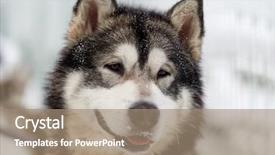  Presentation with siberian husky dog black - Colorful theme enhanced with siberian husky dog portrait outdoor backdrop and a coral colored foreground