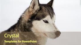  Presentation with husky - Amazing theme having siberian husky dog portrait outdoor backdrop and a violet colored foreground