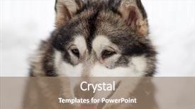  Presentation with husky - Slide set with siberian husky dog portrait outdoor background and a coral colored foreground