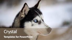  Presentation with husky - Audience pleasing PPT layouts consisting of siberian husky dog portrait outdoor backdrop and a coral colored foreground