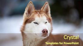  Presentation with husky - Cool new theme with siberian husky dog portrait outdoor backdrop and a tawny brown colored foreground