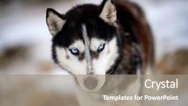  Presentation with husky - Cool new slides with siberian husky dog portrait outdoor backdrop and a gray colored foreground