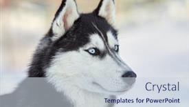  Presentation with husky - PPT layouts featuring siberian-husky-dog-portrait-outdoor background and a lemonade colored foreground
