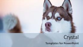  Presentation with dog sled - Cool new presentation design with siberian husky dog portrait backdrop and a light blue colored foreground