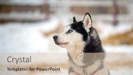  Presentation with husky - Audience pleasing PPT theme consisting of siberian-husky-dog-portrait backdrop and a soft green colored foreground