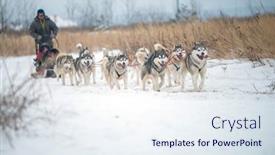  Presentation with husky - Audience pleasing slide deck consisting of siberian-husky-dogs-portrait backdrop and a sky blue colored foreground