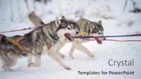  Presentation with husky - PPT theme featuring siberian-husky-dogs-portrait background and a sky blue colored foreground