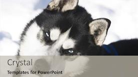  Presentation with husky - Presentation enhanced with siberian husky in the snow background and a light gray colored foreground