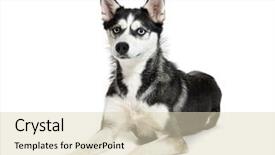  Presentation with husky - Presentation design with siberian husky lying in front background and a  colored foreground