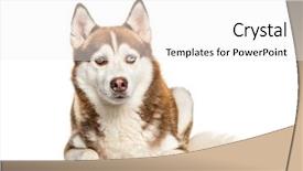  Presentation with husky - PPT theme consisting of siberian husky lying in front background and a  colored foreground