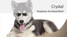  Presentation with husky - Audience pleasing slide deck consisting of siberian husky puppy 4 months backdrop and a white colored foreground