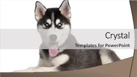  Presentation with husky - Colorful slide set enhanced with siberian husky puppy 4 months backdrop and a light gray colored foreground