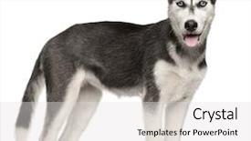  Presentation with siberian husky dog black - Theme consisting of siberian husky puppy 4 months background and a light gray colored foreground