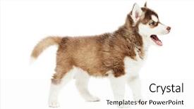  Presentation with siberian husky dog black - Slide set with siberian husky puppy dog one background and a white colored foreground