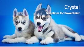  Presentation with husky - Beautiful theme featuring siberian husky puppy group backdrop and a teal colored foreground