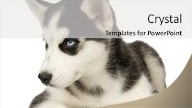  Presentation with husky - Beautiful PPT theme featuring siberian husky puppy in front of a white background backdrop and a light gray colored foreground