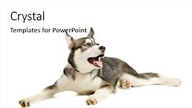 Presentation with husky - Theme featuring siberian husky puppy background and a  colored foreground