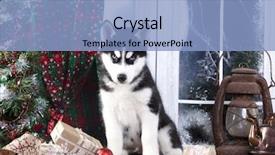  Presentation with husky - Amazing presentation design having siberian husky puppy backdrop and a light blue colored foreground