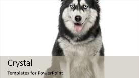  Presentation with husky - Amazing slide set having siberian husky sitting and looking at the camera 3 years old isolated on white backdrop and a mint green colored foreground