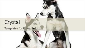  Presentation with husky - Beautiful theme featuring siberian husky sitting in front backdrop and a soft green colored foreground