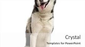  Presentation with husky - PPT theme having siberian husky sitting in front of a white background background and a white colored foreground