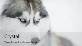  Presentation with dog sled - Presentation theme having siberian husky sled dog closeup background and a light gray colored foreground