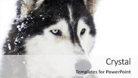  Presentation with husky - Audience pleasing presentation theme consisting of siberian husky waiting to start backdrop and a white colored foreground
