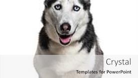  Presentation with husky - Presentation theme consisting of siberian-husky-wearing-a-collar background and a white colored foreground