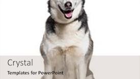  Presentation with husky - Slide deck having siberian-husky-wearing-a-collar background and a mint green colored foreground