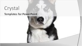  Presentation with husky - Slides enhanced with siberian-husky-wearing-a-collar background and a white colored foreground
