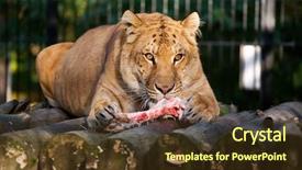  Presentation with meat - Theme featuring siberian ligr eating meat background and a tawny brown colored foreground