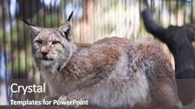  Presentation with attention - Slide set with caracal - siberian lynx kitten pays attention background and a gray colored foreground