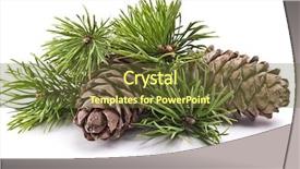  Presentation with pine cone - PPT theme having siberian pine cone with branch background and a tawny brown colored foreground