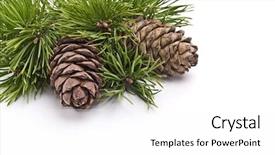  Presentation with pine cone - PPT layouts with siberian pine cone with branch background and a white colored foreground