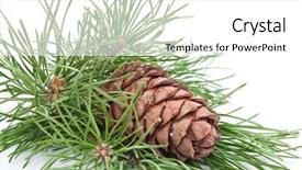  Presentation with pine cone - Colorful PPT theme enhanced with siberian pine cone with branch backdrop and a white colored foreground
